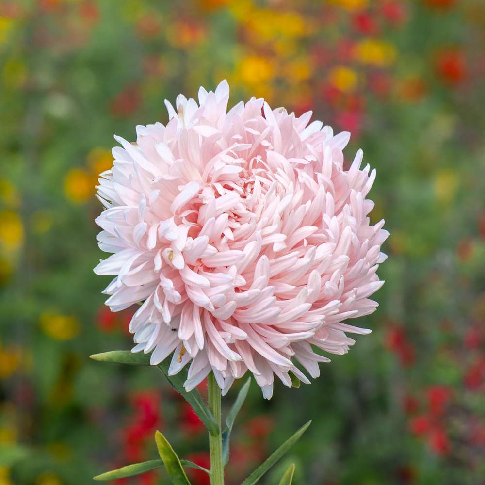 Aster 'King Size Apricot' (frö)
